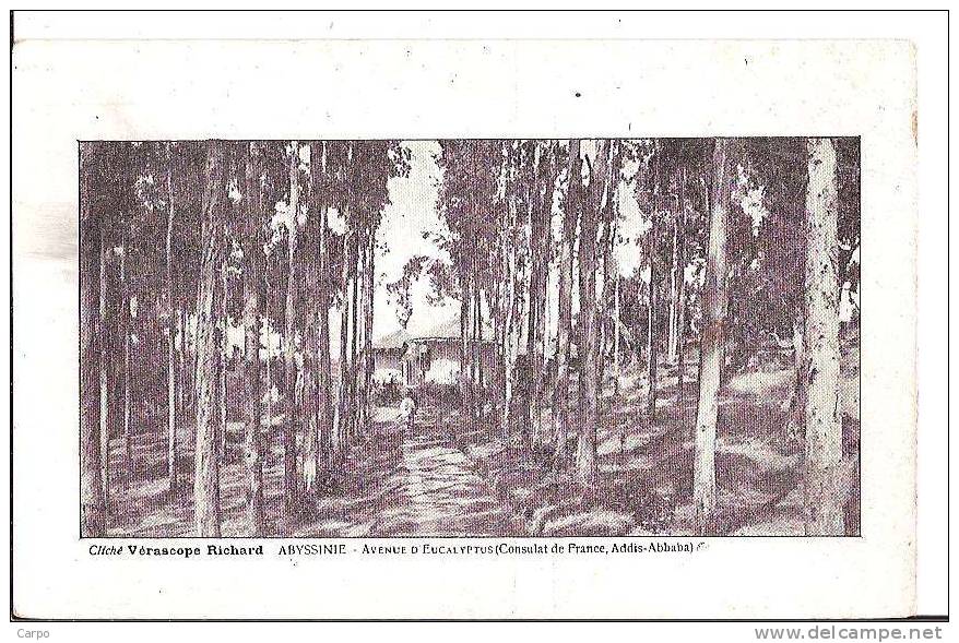 ÉTHIOPIE - ABYSSINIE - Avenue D'Eucalyptus (Consulat De France, Addis-Abbaba). - Etiopia