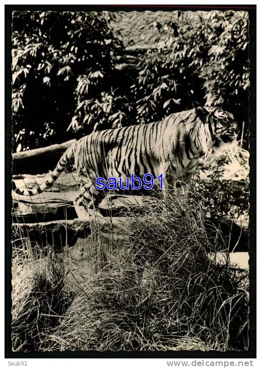 Félins-  Tigre -  Publicité Médicament  Transfusine   N° 78 -     Réf :  19389 - Tiger