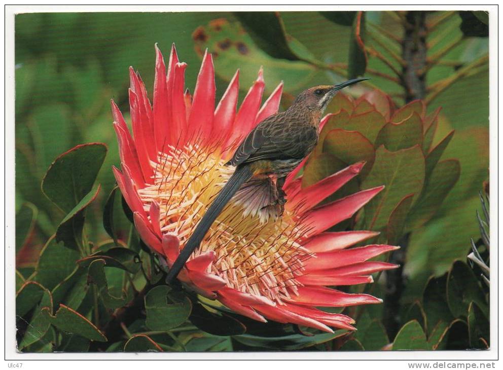 - Southern Africa. - Cape Sugarbird (Promerops Cafer)   - Timbre - Scan Verso - - Südafrika