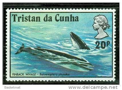 TRISTAN DA CUNHA BALEINE - Wale