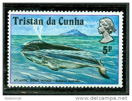 TRISTAN DA CUNHA BALEINE - Wale