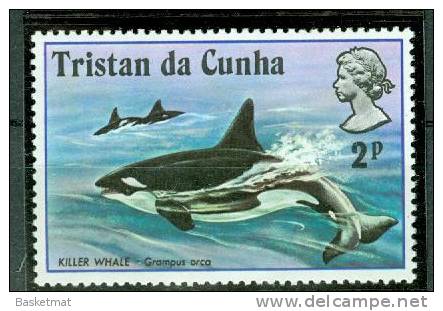 TRISTAN DA CUNHA BALEINE - Wale