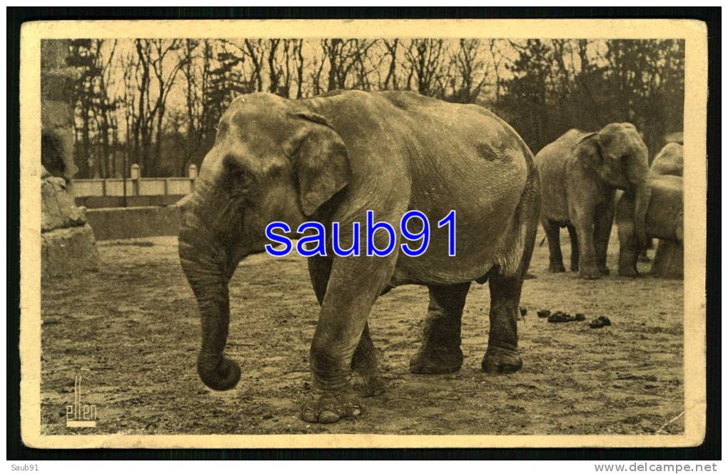 Eléphants D'Asie    - Parc Zoologique De Vincennes   - Paris  - Réf : 19604 - Elefantes