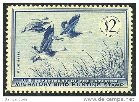 US RW22 Mint Never Hinged Duck Stamp From 1955 - Duck Stamps