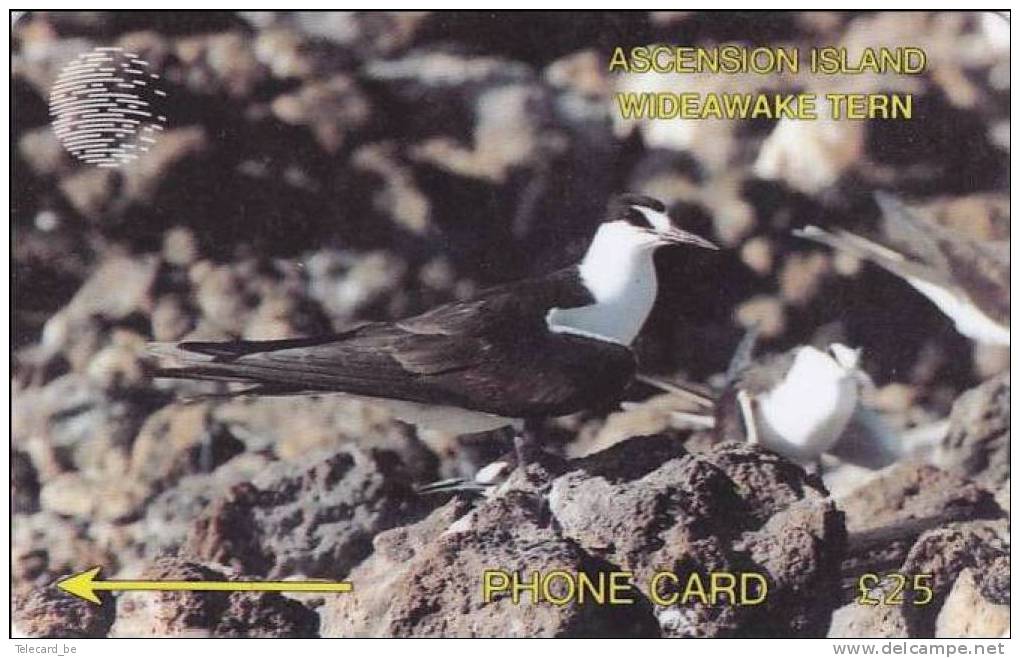 Wideawake Tern - Ascension (Insel)