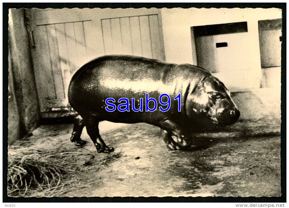 Hippopotame Nain Du Libéria  -  Publicité Médicament Transfusine   N° 135 -  Réf : 19570 - Nijlpaarden