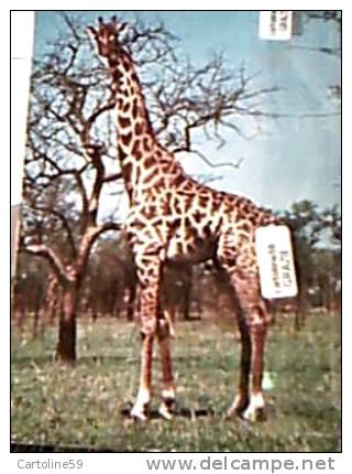 GIRAFFA  IN AFRICA N1970 DK13060 - Girafes