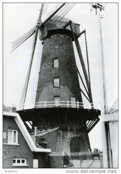 HULSTE Bij Harelbeke (W.Vl.) - Molen/moulin - De Muizelmolen In 1975, Juist Hersteld Van De Stormramp. Fraaie Close-up! - Harelbeke