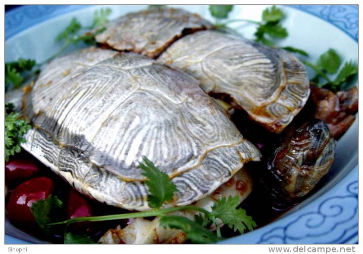 AN01-097   @  Food Dishes  Turtle  Tortue Schildkröten Tortugas ,    ( Postal Stationery , Articles Postaux ) - Schildkröten