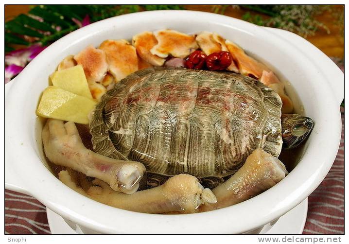 AN01-099   @  Food Dishes  Turtle  Tortue Schildkröten Tortugas ,    ( Postal Stationery , Articles Postaux ) - Schildkröten
