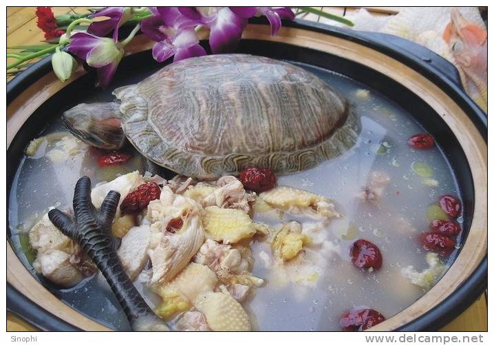 AN01-107   @  Food Dishes  Turtle  Tortue Schildkröten Tortugas ,    ( Postal Stationery , Articles Postaux ) - Schildkröten