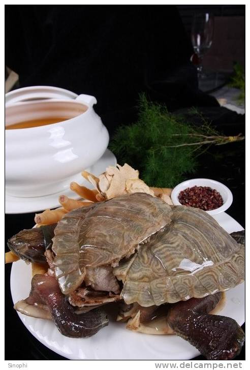 AN01-109   @  Food Dishes  Turtle  Tortue Schildkröten Tortugas ,    ( Postal Stationery , Articles Postaux ) - Schildkröten