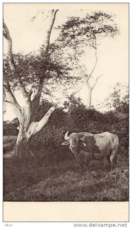 Bamdar Buffalo - Mozambique