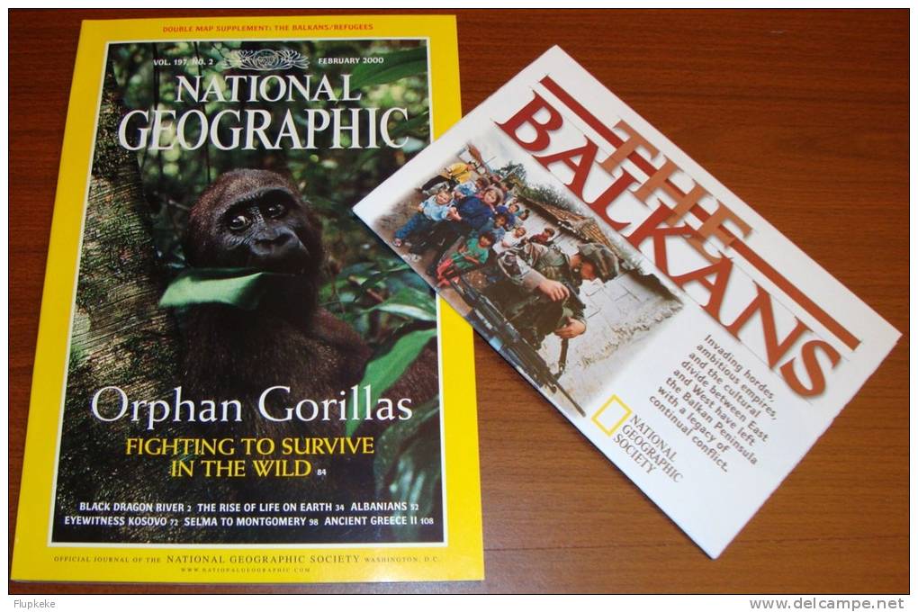 National Geographic U.S. February 2000 Orphan Gorillas Fighting To Survive In The Wild - Viaggi/Esplorazioni