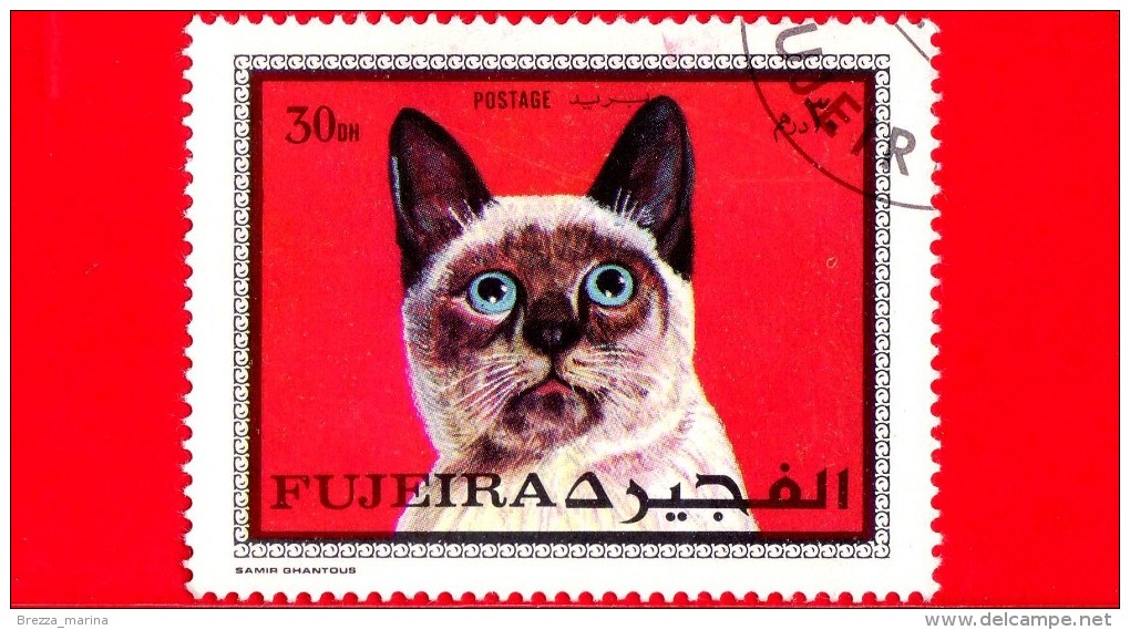 FUJEIRA - 1970 - GATTI - CAT - GATO - KATZE : - 30 DH - Fujeira