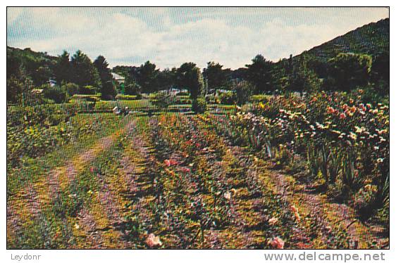 Flowers &amp; Gardens At Smallest Church In 48 States, Horse Shoe Run, West Virginia, - Andere & Zonder Classificatie