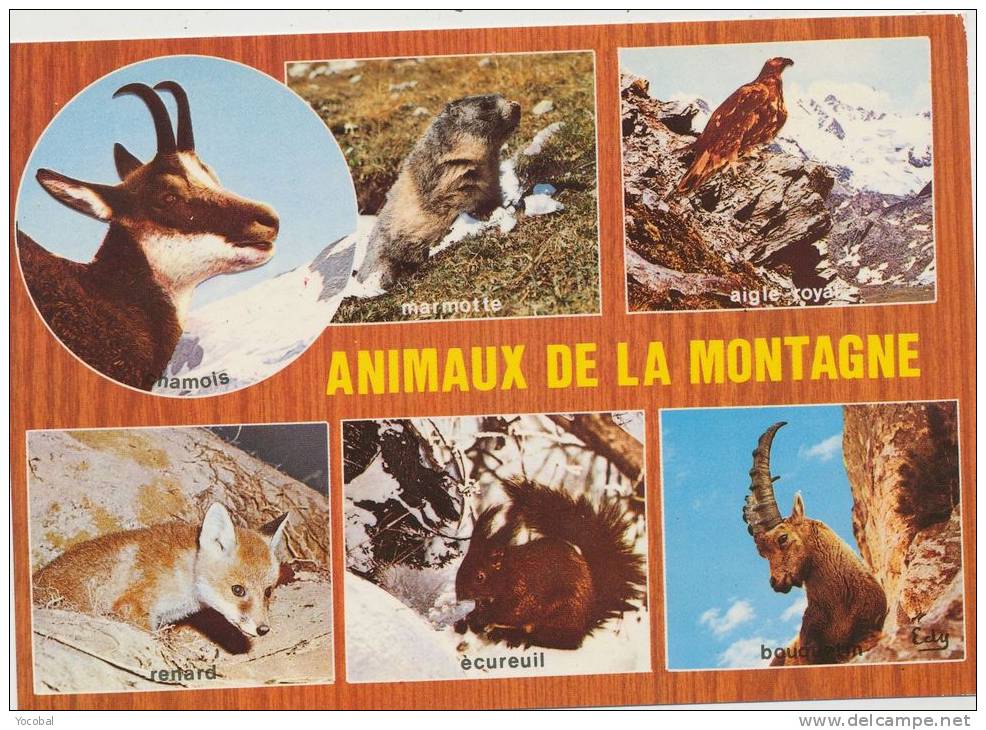 Cp , ANIMAUX  De La Montagne - Gatos