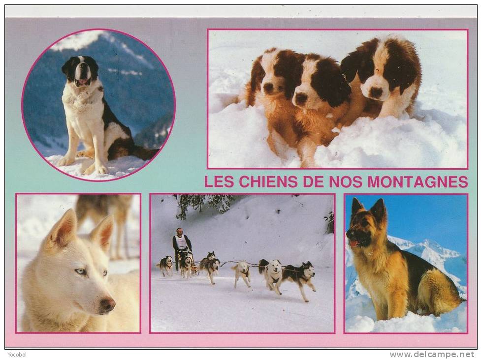 Cp , ANIMAUX  , Les Chiens De Nos Montagnes , Multi-Vues - Chiens