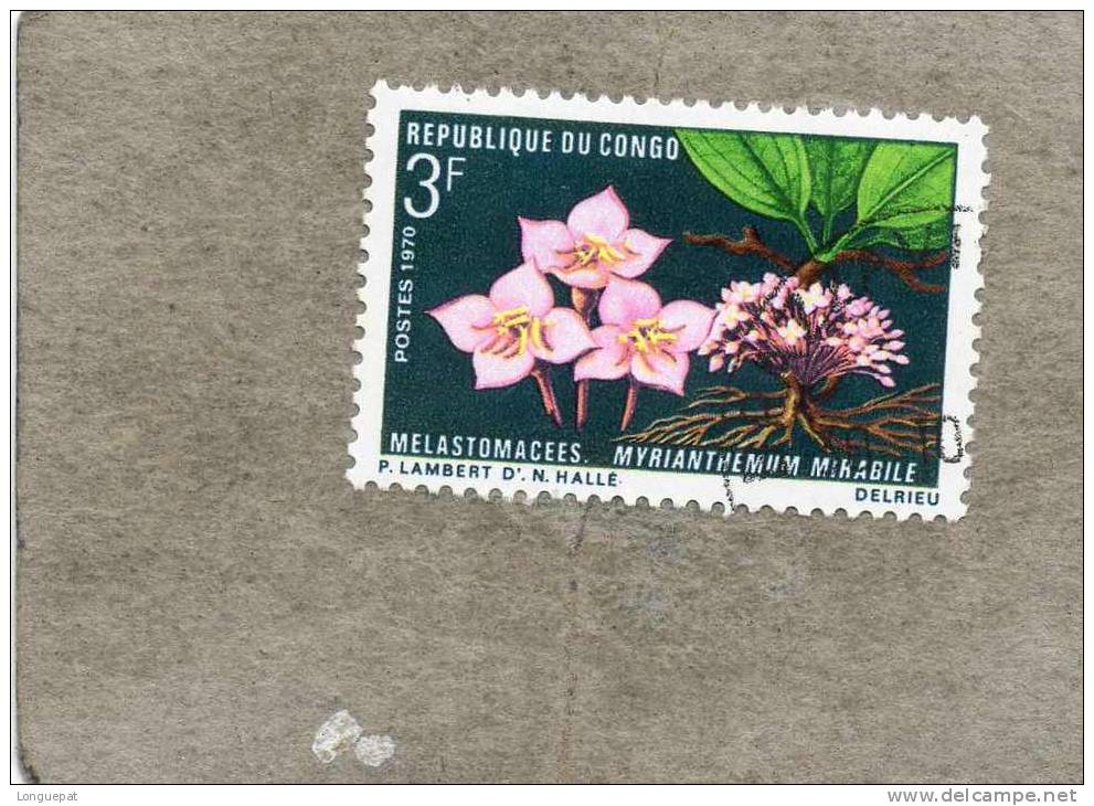 CONGO : Fleur : Myrianthemum Mirabile - Végétal - Gebraucht