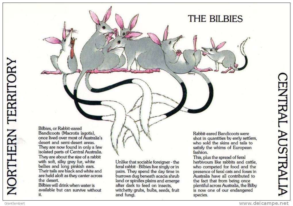 The Bilbies Or Rabbit-eared Bandicoots, Northern Territory - Unused Barker Souvenirs - Ohne Zuordnung