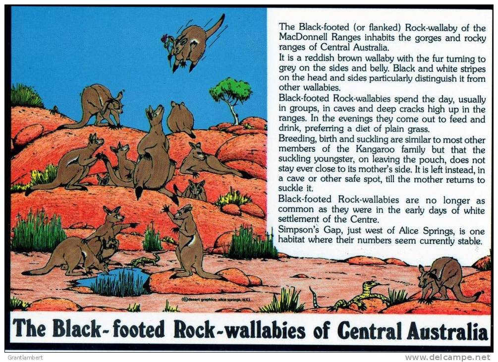 The Black-footed Rock-wallabies Of Central Australia Northern Territory - Unused Barker Souvenirs - Ohne Zuordnung