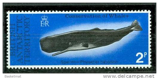 BRITISH ANTARCTIQUE BALEINE - Wale