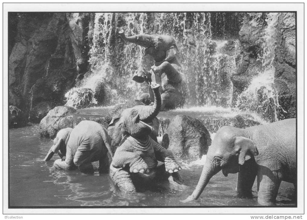 Collection Les Animaux,photographe François Le Diascorn " Eléphants " - Elefantes