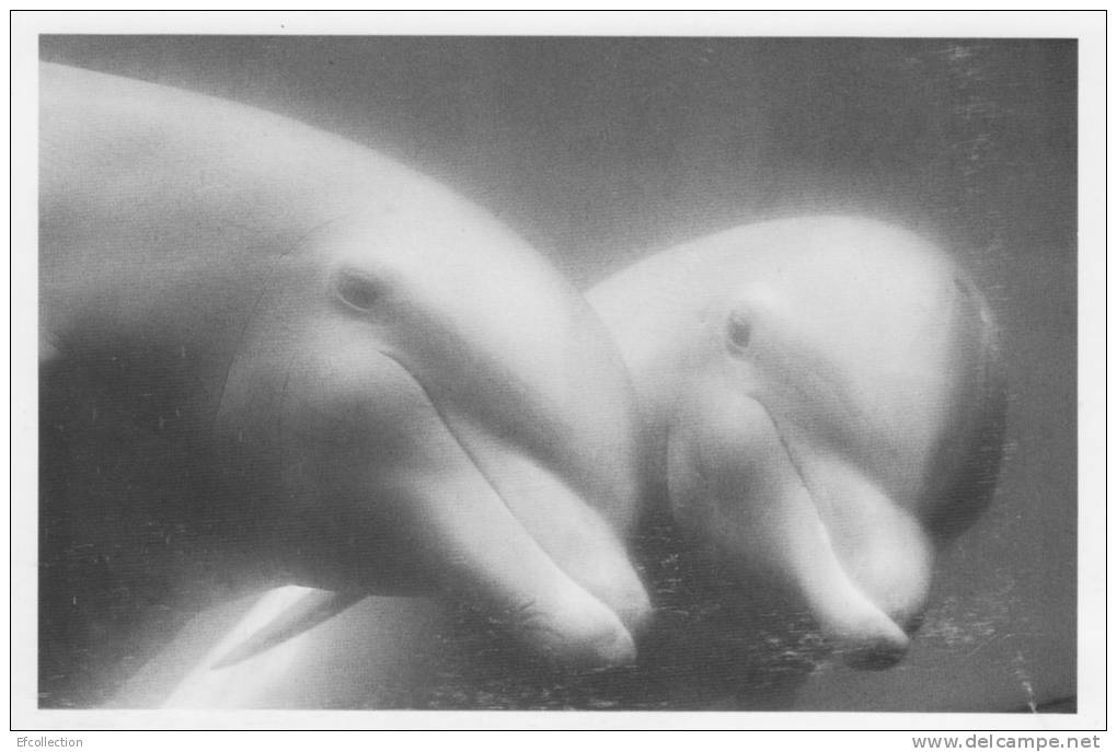 Collection Les Animaux,photographe François Le Diascorn " Deux Dauphins " - Delfines