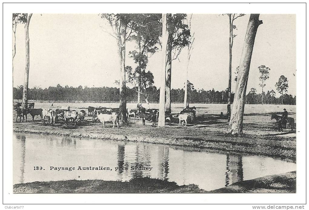 Sydney (Australie) : Vue Générale Sur Les Terres D'élevahe Des Boeufs En 1905 (lively). - Sydney