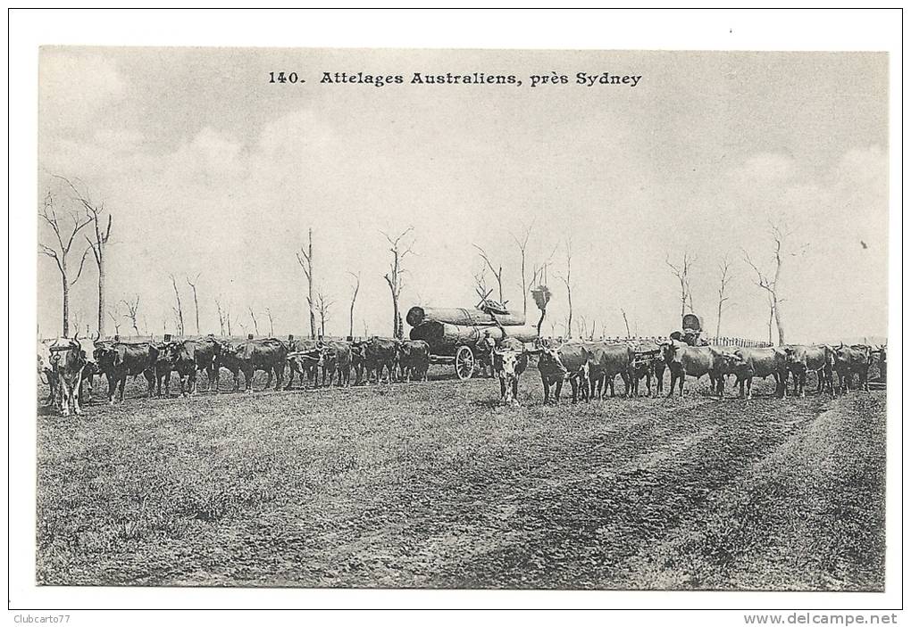 Sydney (Australie) : MP D'attelages De Transport Du Bois En 1905 (lively). - Sydney