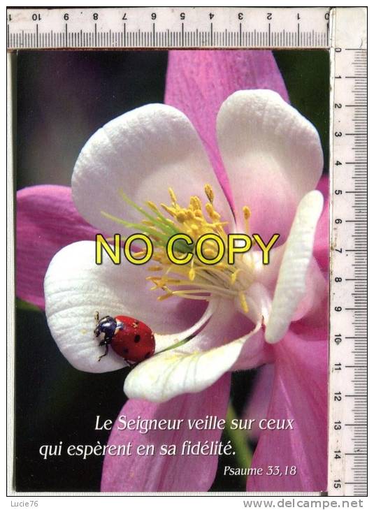 COCCINELLE  -  FAMILLE  CPVB - Insectes