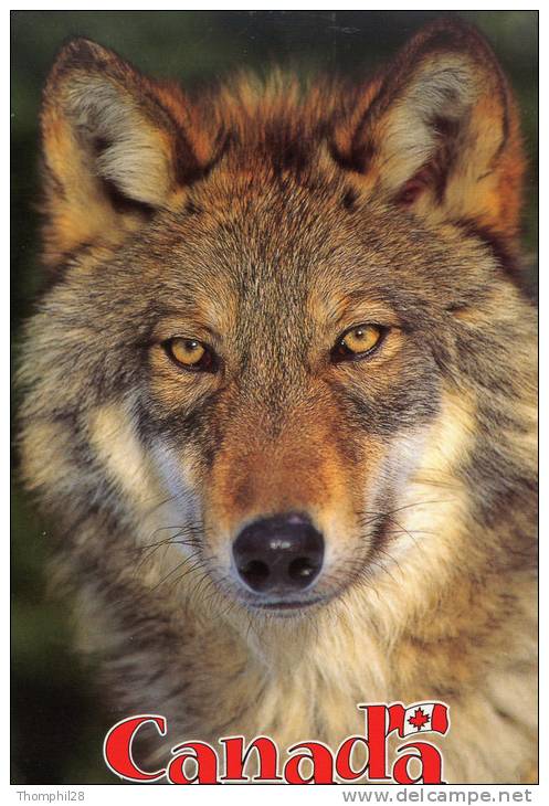 CANADA - Gray Wolf (Timber Wolf) Canis Lupis - 2 Scans - Modern Cards