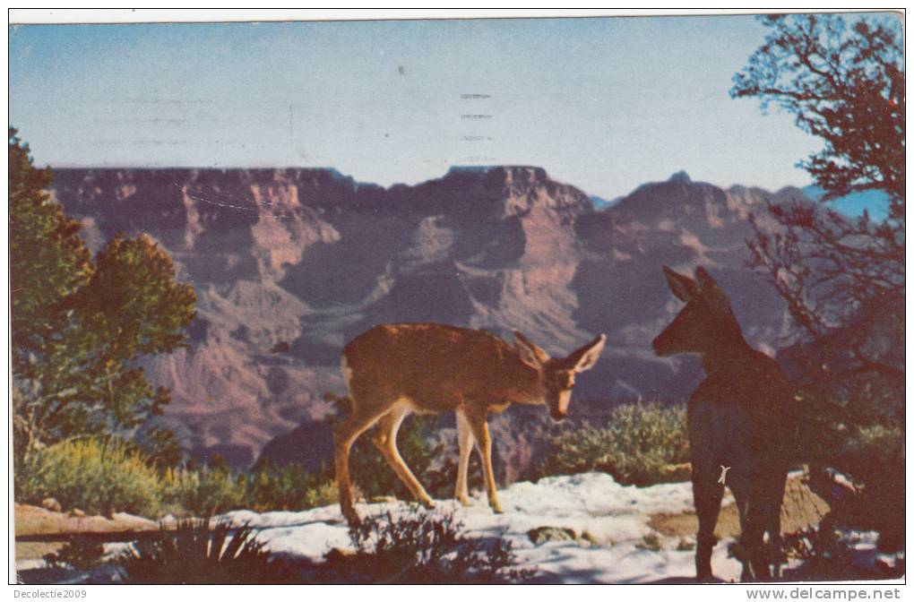 ZS9261 Deer At Grand Canyon Arizona Used Good Shape - Grand Canyon