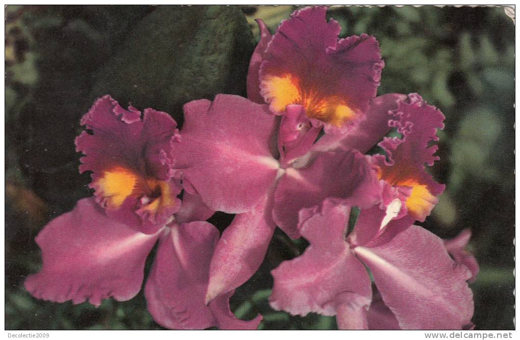 ZS9283 Orchid Hawaii Used Good Shape - Autres & Non Classés