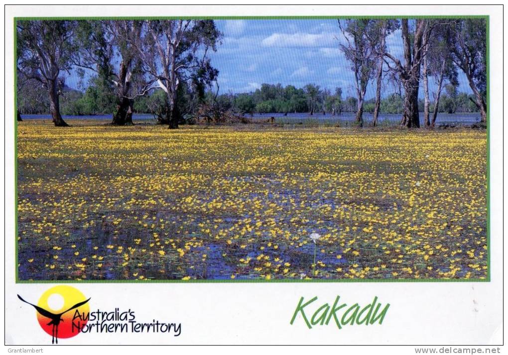 Yellow Snowflake Lilies, Kakadu National Park, Northern Territory - Unused Barker Souvenirs - Kakadu