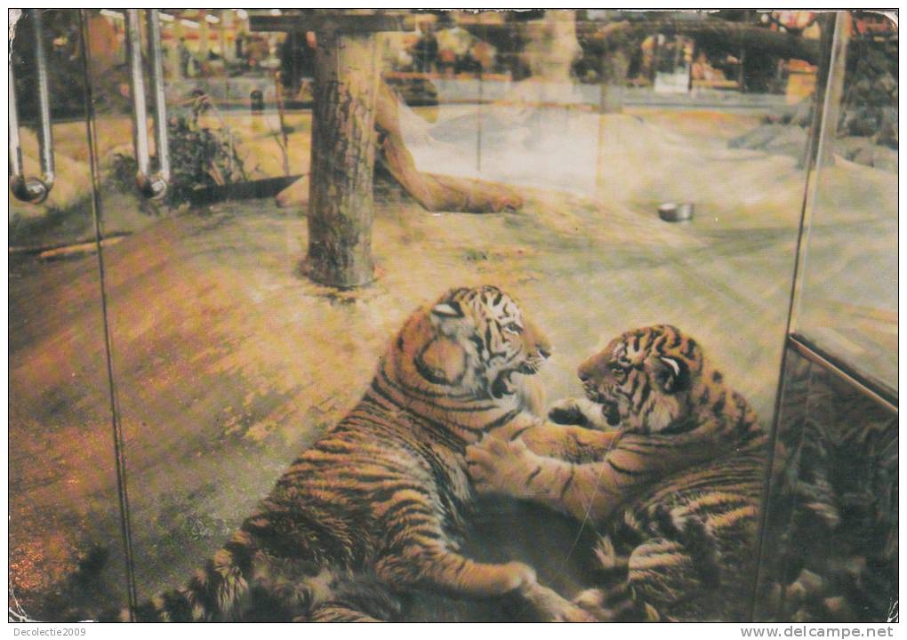 ZS6613 Animaux Animals Tigres Tigers Used Good Shape - Tijgers