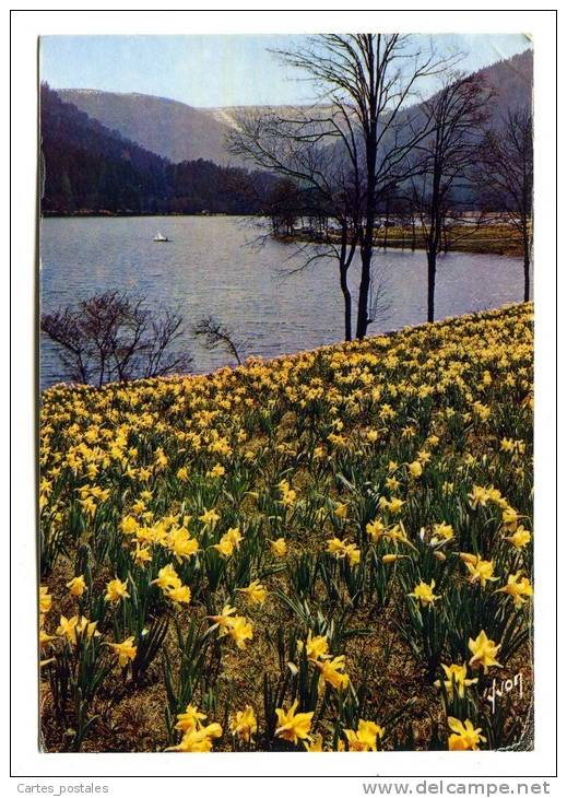 * FLORAISON DE JONQUILLES SUR LES BORDS DU LAC DE LONGEMER - Lorraine