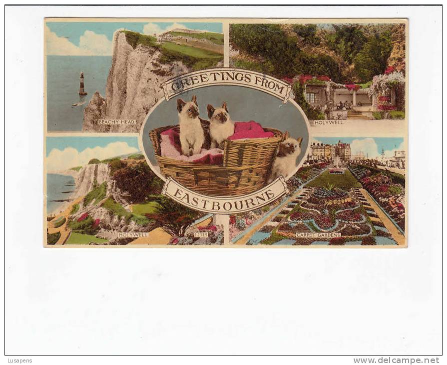 OLD FOREIGN 6606 - UNITED KINGDOM - GRETINGS FROM EASTBOURNE - CATS KITTEN CAT CHAT - Eastbourne