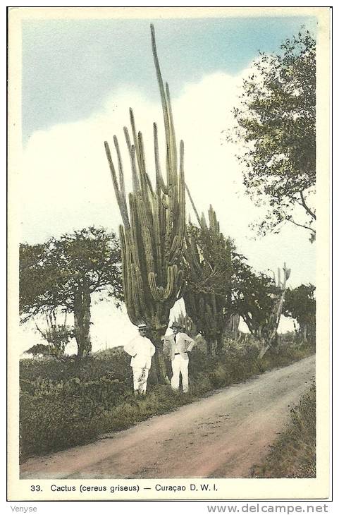 CURACAO   D.W.I.   Cactus (cereus Griseus)   Animée - Curaçao