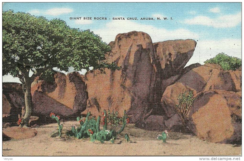 ARUBA   N.W.I.    SANTA CRUZ   Cactus En Fleurs  Giant Size Rocks - Aruba