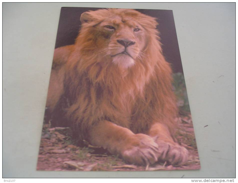 POSTCARDONLINE.. - Lions