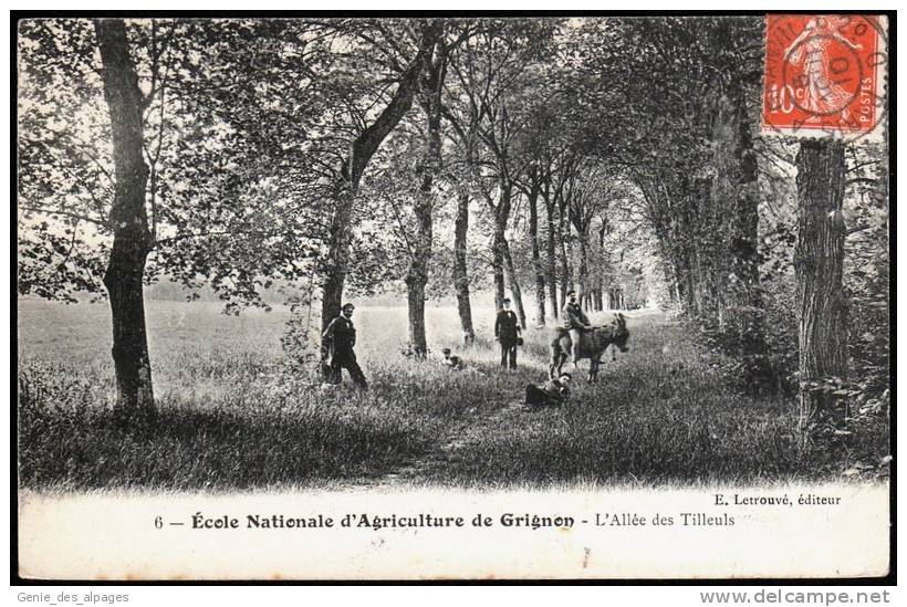 78 Grignon, Ecole Nat. Agriculture, Ane, Allée Des Tilleuls, Ed E. Letrouvé 6, Voyagé En 1910 - Grignon