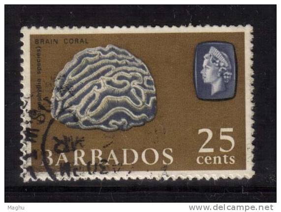 Barbados Used 1965, 25c Brain Coral, Marine Life, - Barbades (...-1966)