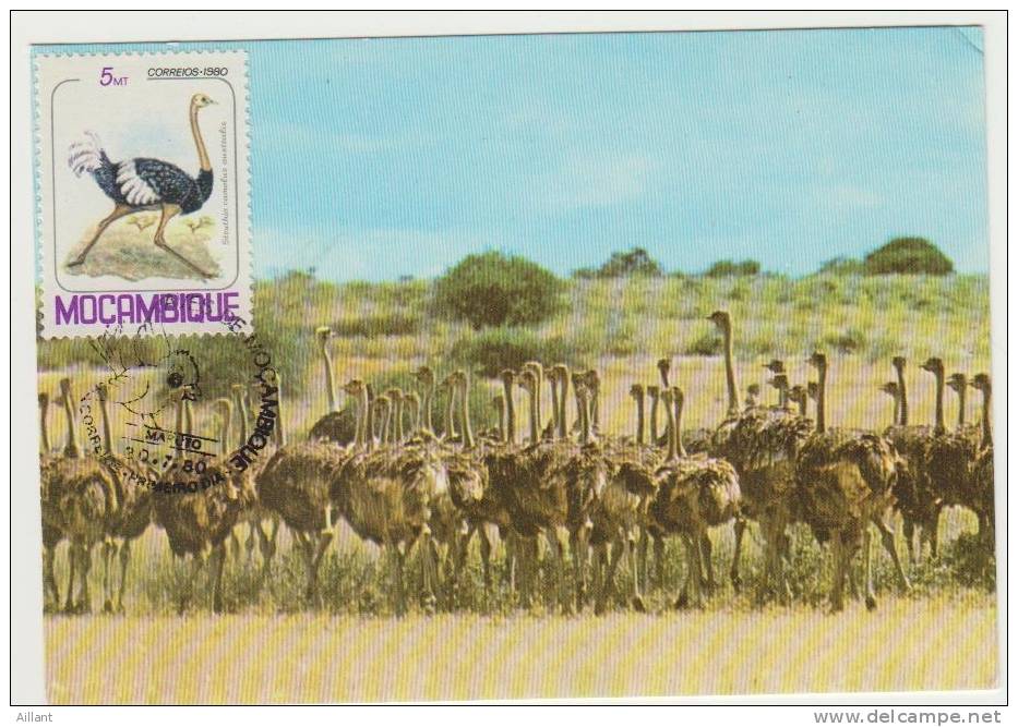 Mozambique. Autruche Carte-maximum. Premier Jour Maputo. 1980 - Struisvogels