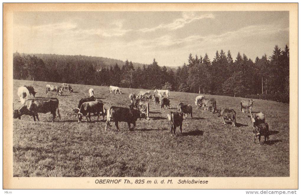 Oberhoff Th. 825m ü.d.M Sclossweise - Oberhof