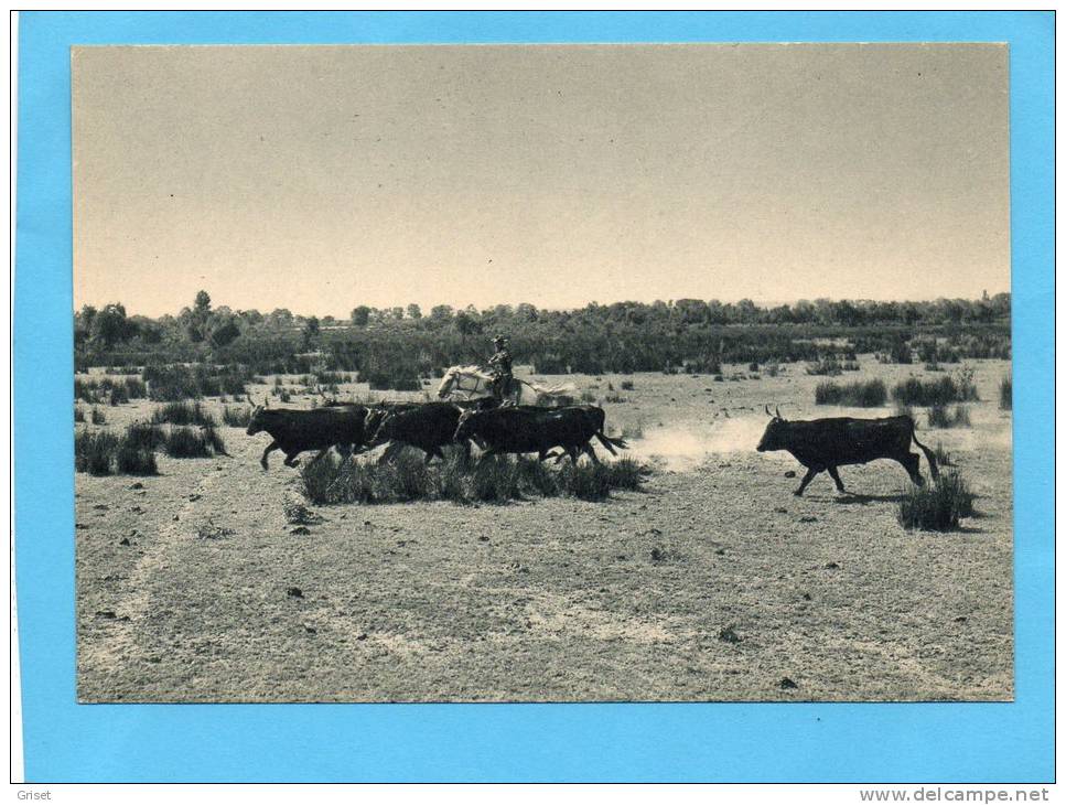 CAMARGUE-gardians Et Taureaux-beau Plan Nature- Années 30-40édition  Ph Languedociennes - Other & Unclassified