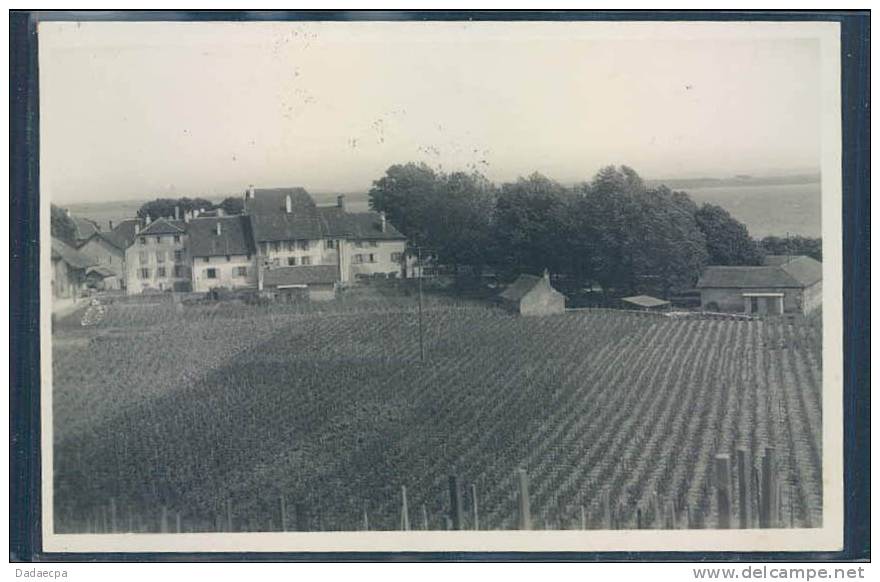 Petit Cortaillod, Hôtel Du Vaisseau, Vignes, - Cortaillod