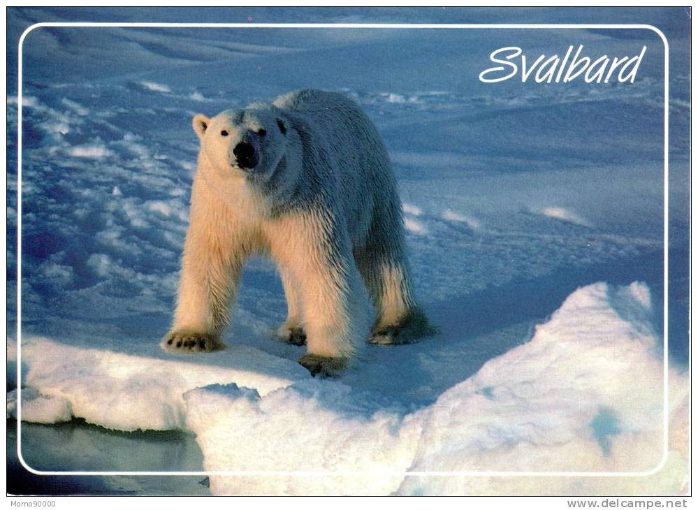 OURS BLANC : Svalbard - Bears