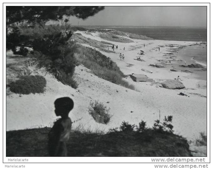 M620 -  BEG MEIL  La Grande Plage Et Les Dunes Boisées De Pins  Carte De 1958 - Beg Meil