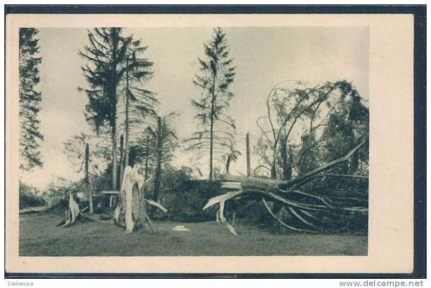 12 Juin, Le Cyclone Dans Le Jura Bernois, Fôret Détruite Près De Breuleux, - Les Breuleux